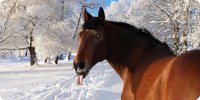 Tongue Lolling Horse Photo License Plate