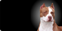 Pitbull Dog Closeup Photo License Plate