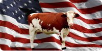 Brown Cow On Wavy Flag Photo License Plate