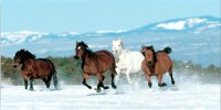 Horses Running In Snow Photo License Plate