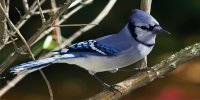 Blue Jay Photo License Plate