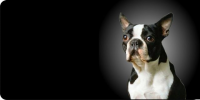 Boston Terrier Dog Photo License Plate