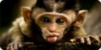 Baby Monkey Sticking Out Tongue Photo License Plate