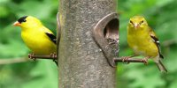 Goldfinch Birds #1 Photo License Plate