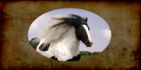 Gypsy Vanner Horse Photo License Plate