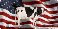 Cow On Wavy Flag Photo License Plate