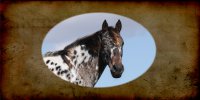 Appaloosa Horse Photo License Plate