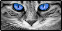 Blue Cat Eyes Photo License Plate