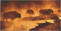 Bison / Buffalo Photo License Plate