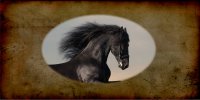 Mustang Horse Photo License Plate