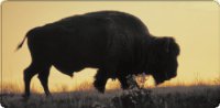 Bison Buffalo At Sunset Photo License Plate