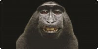 Baboon Selfie Photo License Plate