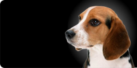 Beagle Dog Photo License Plate