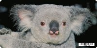Koala Bear Photo License Plate