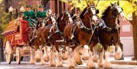 Clydesdales Pulling Wagon Photo License Plate