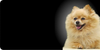Pomeranian Dog Photo License Plate