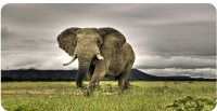 Elephant Strolling The Plains Photo License Plate