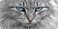Gray Cat Face Blue Eyes Photo License Plate