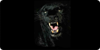 Black Jaguar Photo License Plate