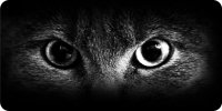 Cat Eyes Black And White Photo License Plate