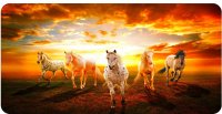 Horses Gallop In Sunset Photo License Plate