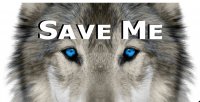 Save Me Wolf Photo License Plate