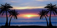 Blue Palm Tree Sunset Photo License Plate
