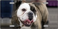 Bulldog with Tongue Novelty License Plate