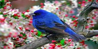 Colorful Blue Bird on Branch Photo License Plate
