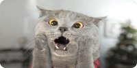 Gray Cat Scared Face Photo License Plate