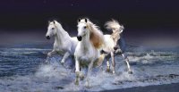 White Stallions Thrashing Water Photo License Plate
