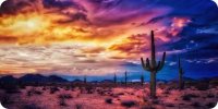 Desert Cactus Scene Photo License Plate