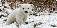 Baby Polar Bear Photo License Plate