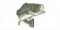 Large Mouth Bass Centered On White Photo License Plate