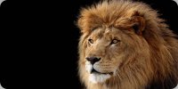 Lion Offset On Black Photo License Plate