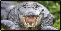 Alligator Close Up Photo License Plate