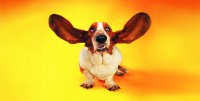 Basset Hound Floppy Ears Photo License Plate