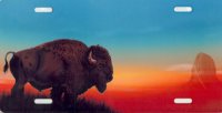 Bison with Sunset License Plate