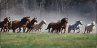 Horses Running Photo License Plate