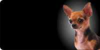 Chihuahua Dog Photo License Plate