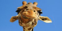 Giraffe Face Photo License Plate
