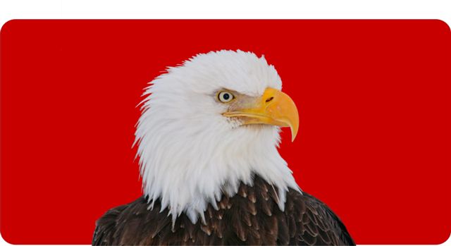 Bald Eagle Centered on Red Photo LICENSE PLATE  Free Personalization on this PLATE