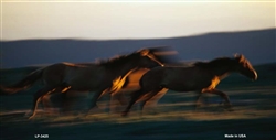 Horses Running at Dawn License Plate