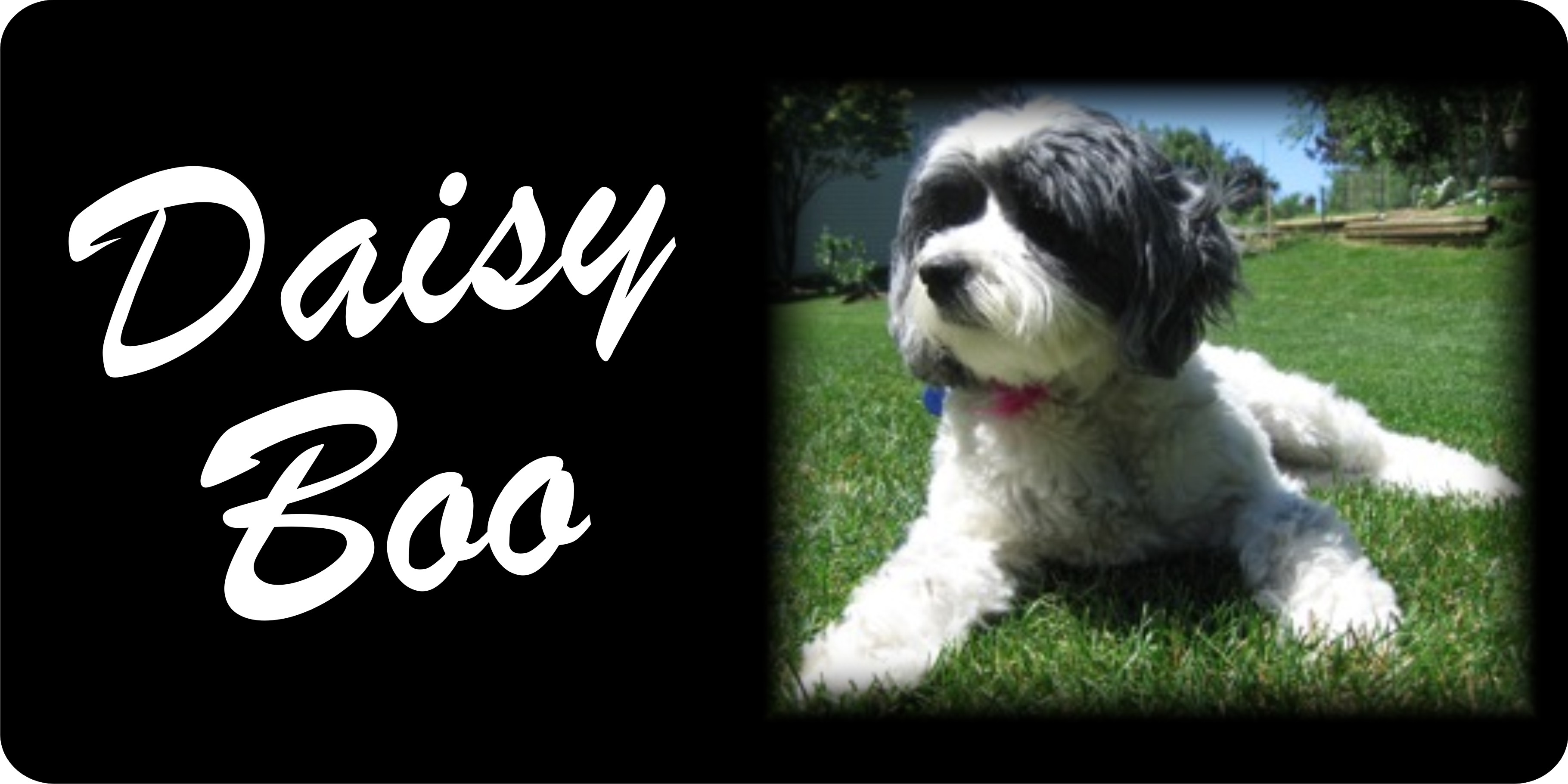 Personalized Tibetan Terrier Photo LICENSE PLATE  Free Personalization on this PLATE
