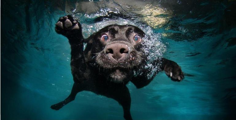 Dog Under Water Photo LICENSE PLATE