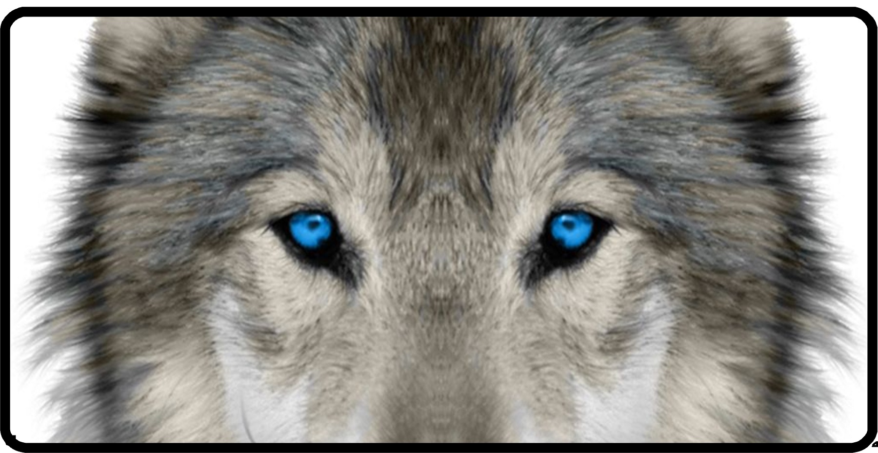 Lone Wolf Blue Eyes Photo LICENSE PLATE