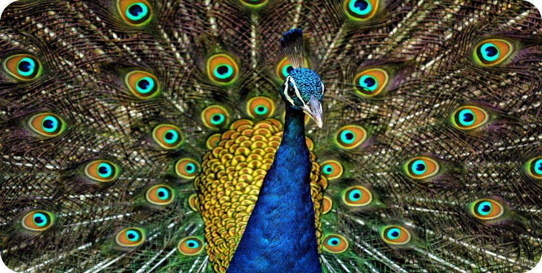 Peacock With Open Feathers Photo LICENSE PLATE