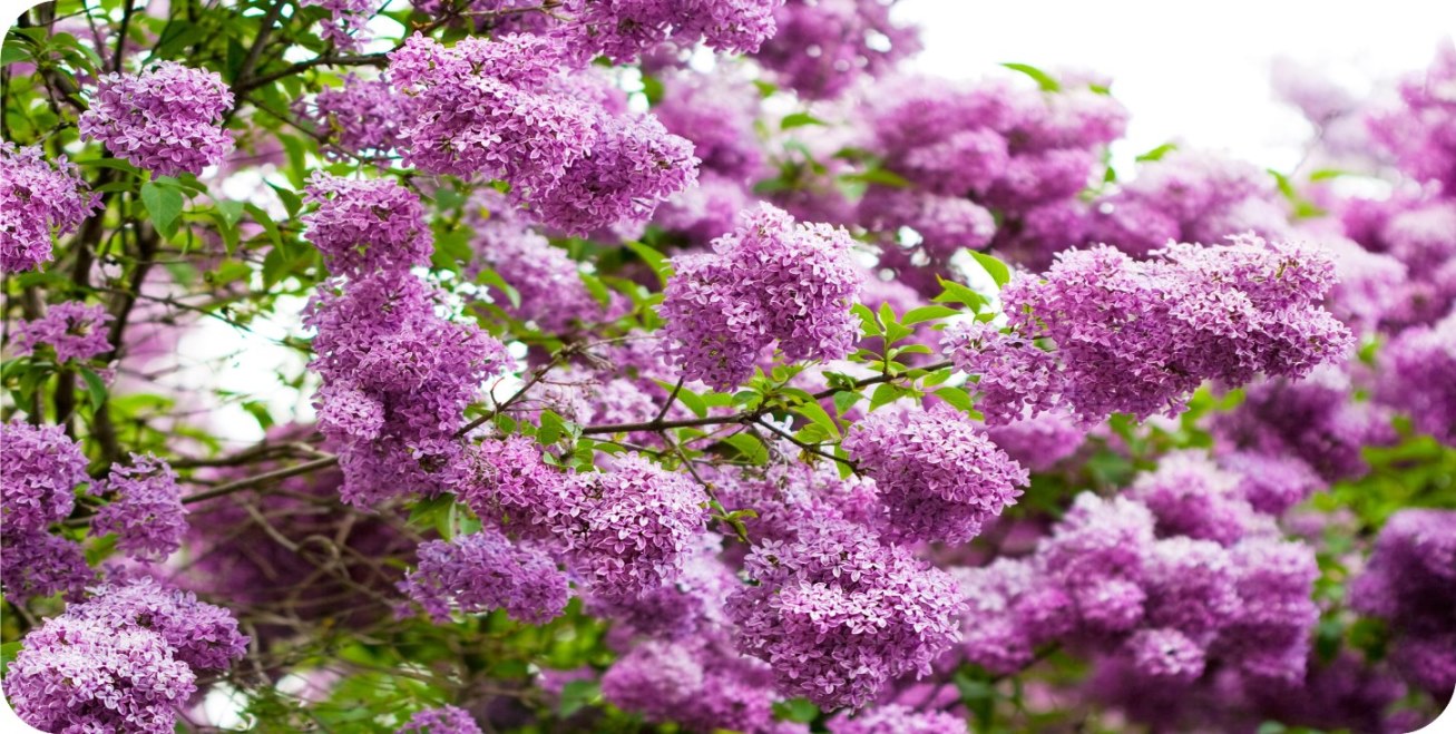 Lilac FLOWERS Photo License Plate