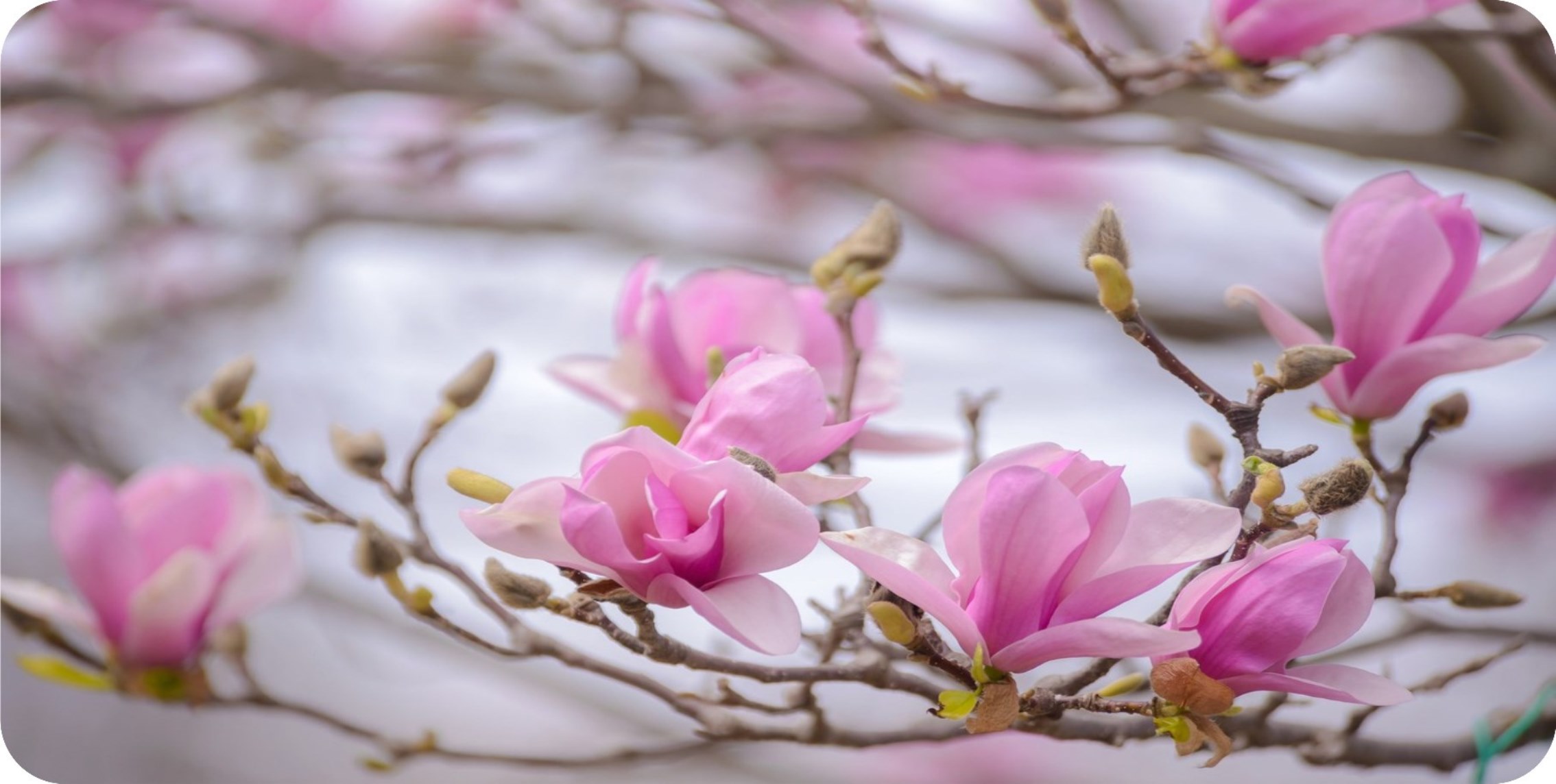 Magnolia FLOWERS Photo License Plate