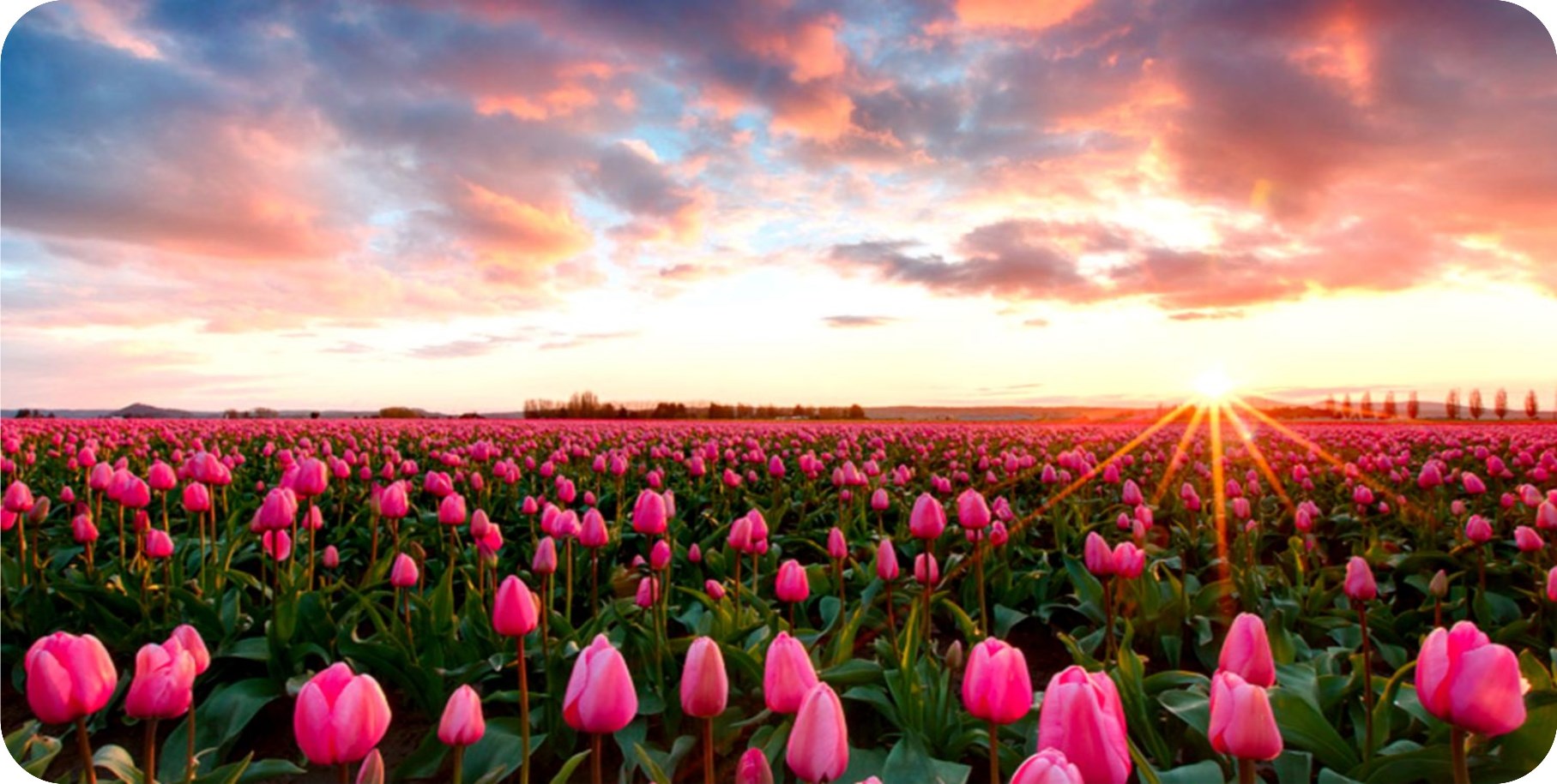Tulip Field Of FLOWERS Photo License Plate